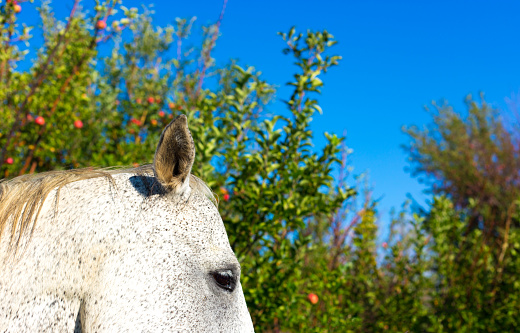 White Horse Close-Up, Apple Tree. Shot in Taos, NM.