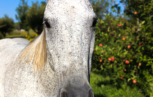 Close-up of a horse in the south of France