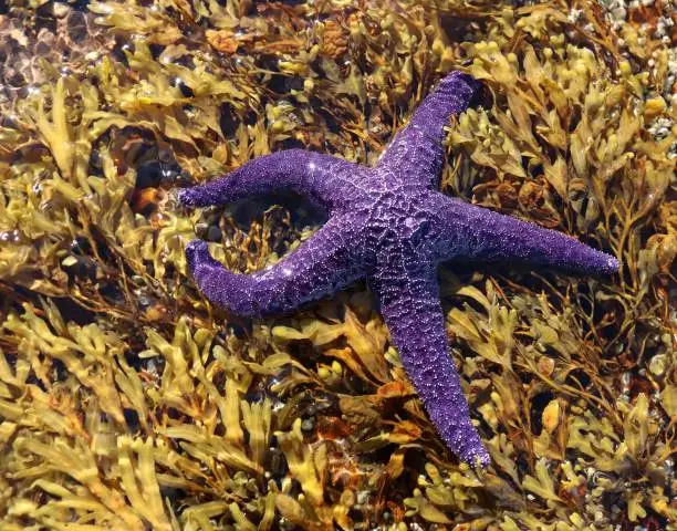 Photo of Purple sea star laying in bed of kelp just under the saltwater in British Columbia