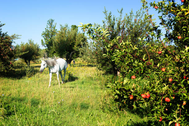 schönes weißes pferd im sonnigen apfelgarten - pferdeäpfel stock-fotos und bilder