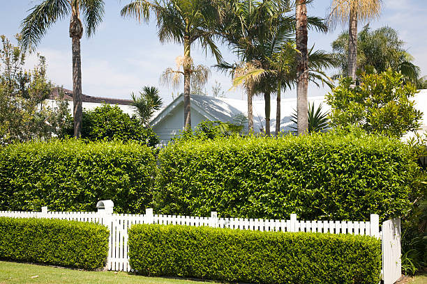 taken in the north sydney suburb of avalon,tropical garden with hedging,canon eos5d