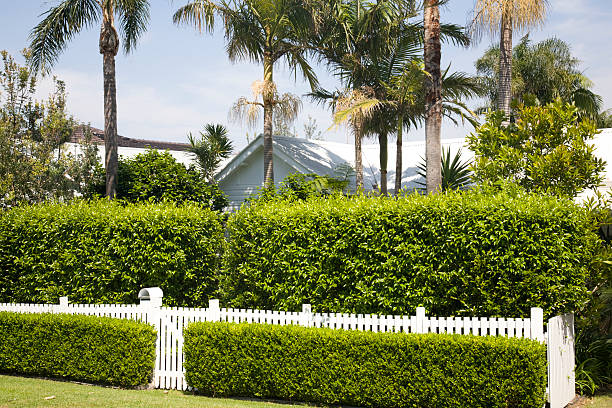 tropical garden and tidy hedging taken in the north sydney suburb of avalon,tropical garden with hedging,canon eos5d bushy stock pictures, royalty-free photos & images