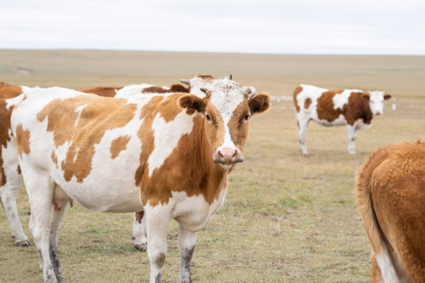 istock Cows on the grassland of Inner Mongolia in autumn 1339369575