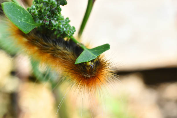istock Yellow Wooly Bear Caterpillar 1339372386