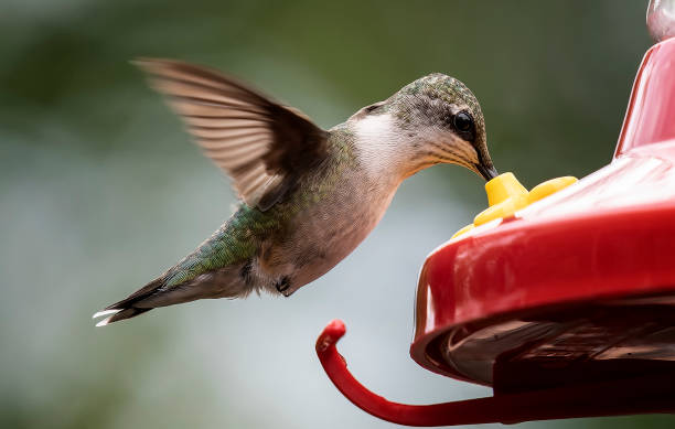 istock Rufous Hummingbird at the feeder 1339373566