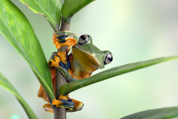 Black-webbed tree frog ( Rhacophorus reinwardtii )  hanging on a leaf stock photo