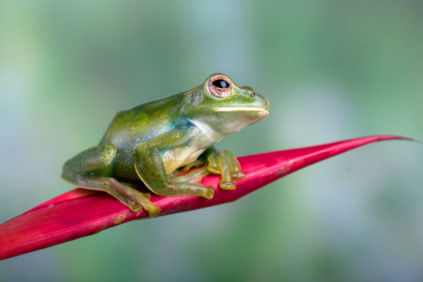 Malayan tree frog on red flower stock photo