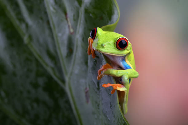 istock Red eyed tree frog hanging on anthurium leaf 1339375515
