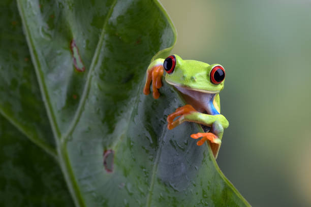Red eyed tree frog hanging on anthurium leaf stock photo