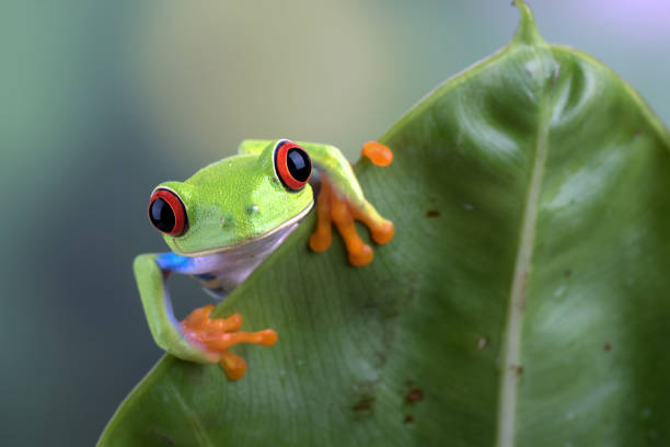 istock Red eyed tree frog hanging on anthurium leaf 1339375534
