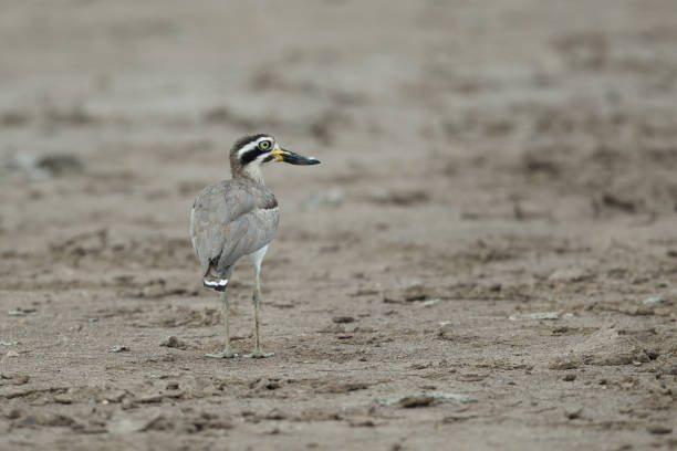 istock Thick-knee bird : adult Great thick-knee or great stone-curlew (Esacus recurvirostris) 1339376087