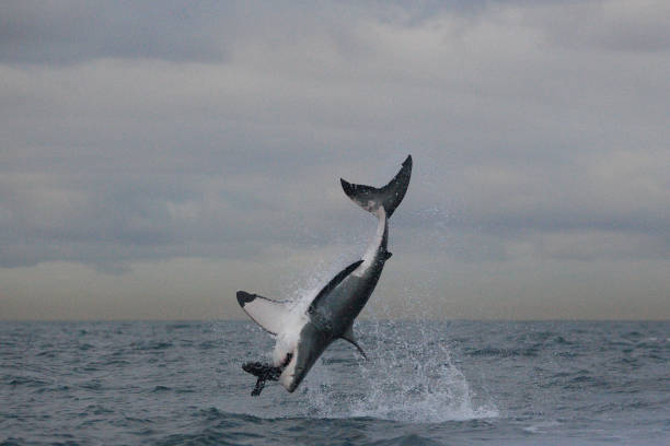 istock great white shark, Carcharodon carcharias, breaching on seal shaped decoy, False Bay, South Africa 1339376520