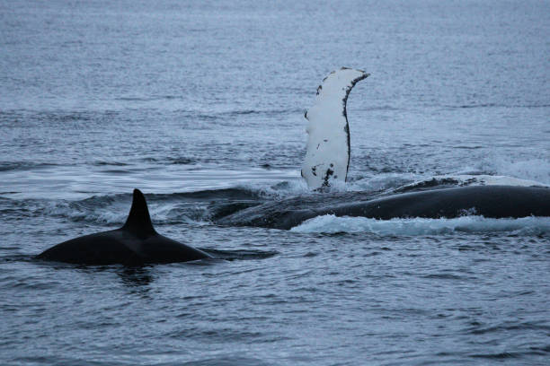 orca or killer whale, Orcinus orca, and humpback whale, Megaptera novaeangliae, in a fjord, Tromso, Norway stock photo