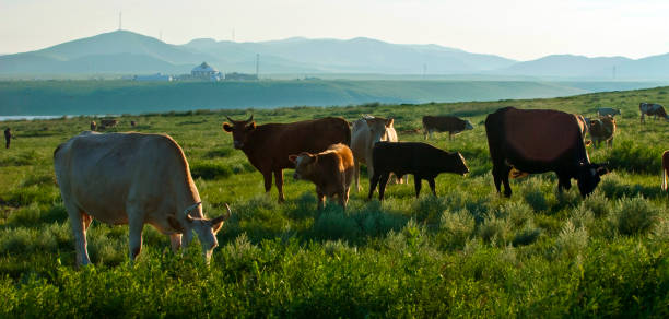 xilin gol prärie - horse panoramic scenics prairie stock-fotos und bilder