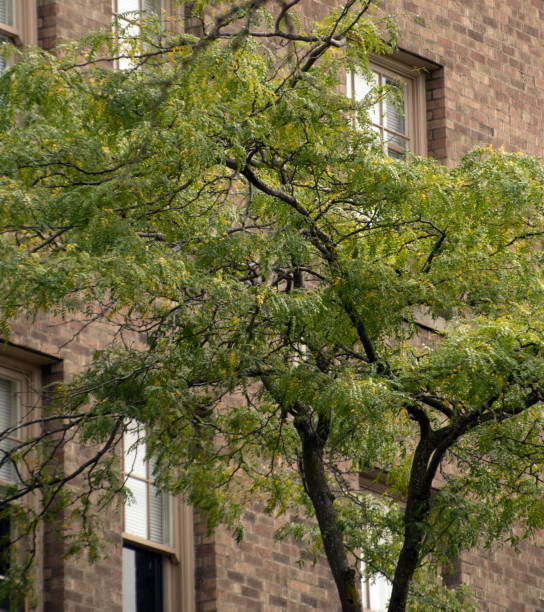 60+ Feria De Puyallup Fotos Fotografías de stock, fotos e imágenes