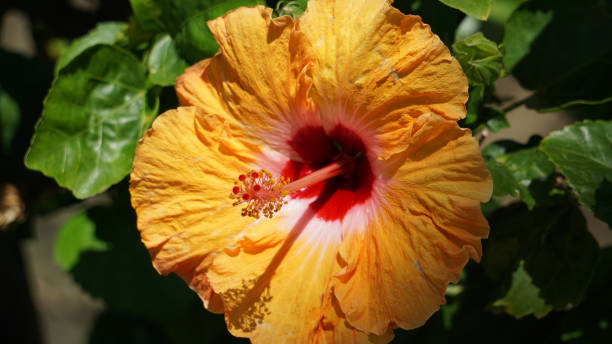 istock Single Orange Hibiscus Flower 1339381861