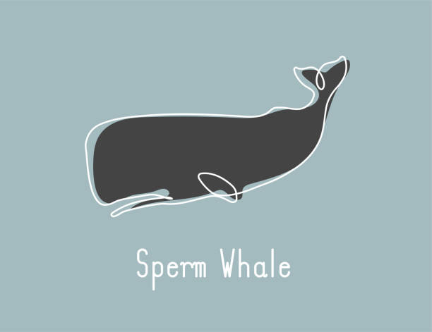 해양 회사 로고 정체��성에 대한 정자 고래의 단일 연속 라인 그리기. - sperm whale stock illustrations