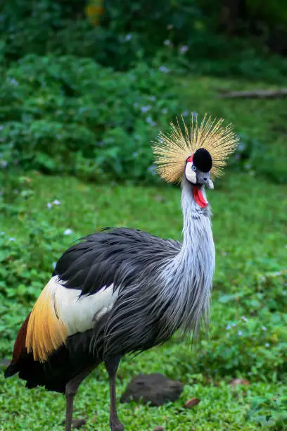 The Beautiful Grey Crowned Crane