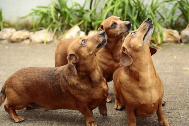 istock Dachshund dogs 1339389646