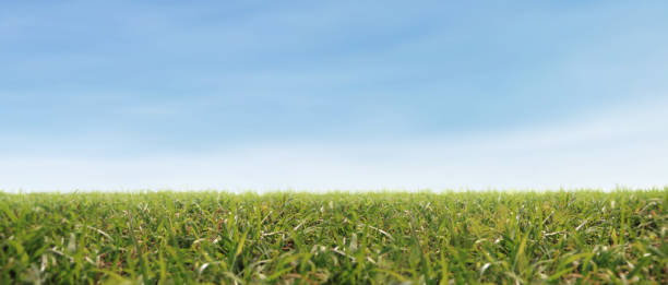istock Green grass field with blue sky nature landscape background 1339389705
