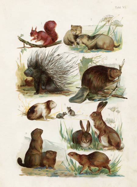 wiewiórka, jeżozwierz, bóbr, świnka morska, zając, ilustracja chromolitografu marmota 1891 - lithograph stock illustrations