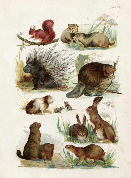 Naturgeschichte for Die Jungen - Martins 1891