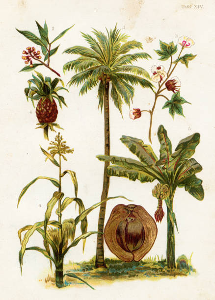 ilustrações, clipart, desenhos animados e ícones de cravo, abacaxi, coqueiro, planta de algodão, milho, ilustração cromolithográfica de banana 1891 - chromolithograph
