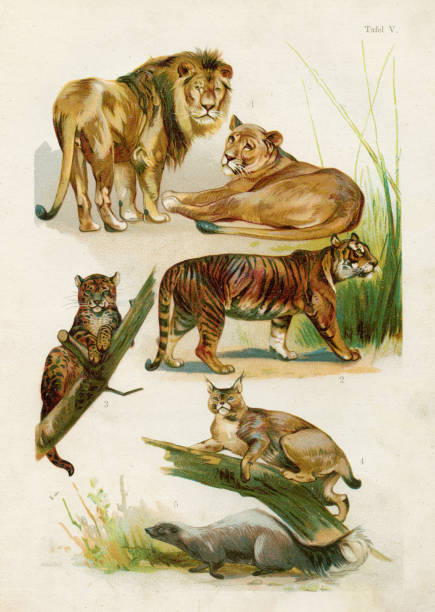 Naturgeschichte for Die Jungen - Martins 1891