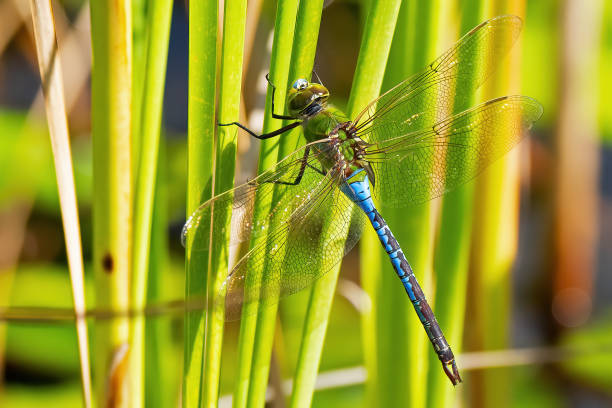 самка зеленой стрекотики дарнера на фрагмите - dragonfly стоковые фото и изображения