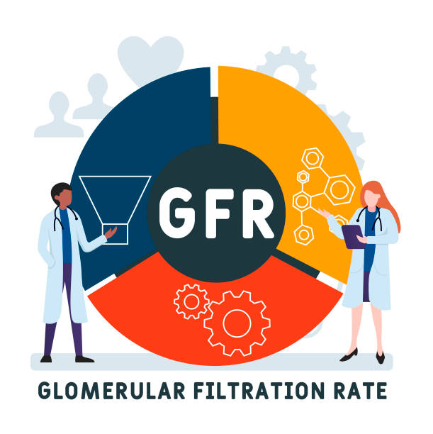 Glomerular Filtration Rate Stock Photos, Pictures & Royalty-Free Images -  iStock