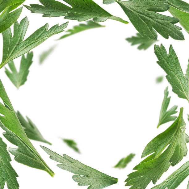 istock Green parsley leaves levitate on a white background 1339394598