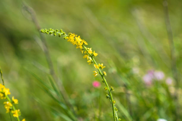 Common agrimony in bloom close-up with selective focus on foreground