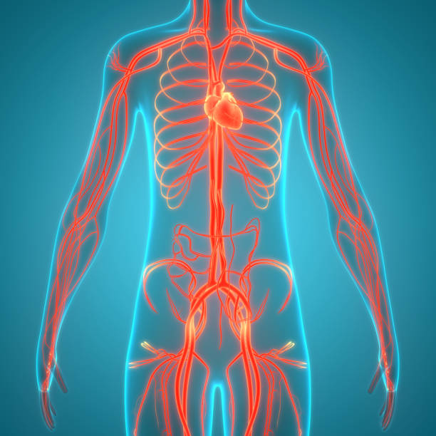 istock Human Circulatory System Heart Anatomy 1339398073