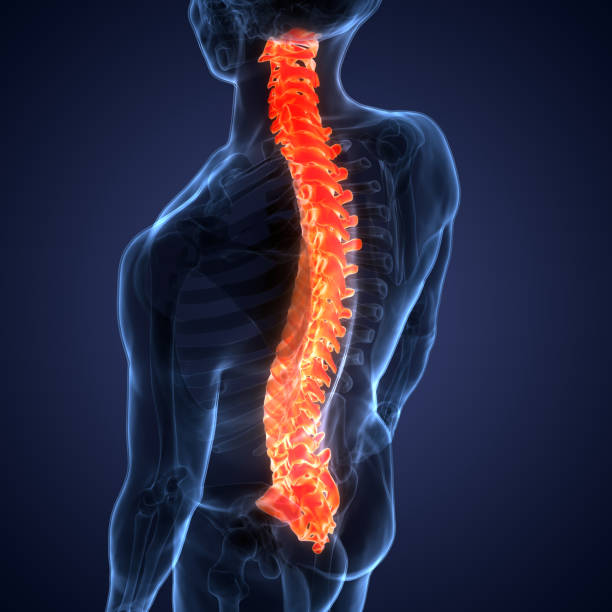 istock Spinal Cord Vertebral Column of Human Skeleton System Anatomy 1339398097