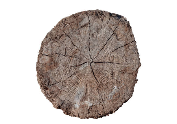 istock Wood Log Isolated on White Background. 1339398636