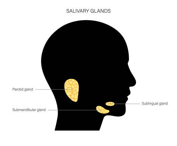 Salivary gland concept Salivary gland in human mouth. Parotid, submandibular, and sublingual glands. Produce of saliva through a system of ducts. Xerostomia oral disease anatomical poster. Medical 3d vector illustration. salivary gland surgery stock illustrations