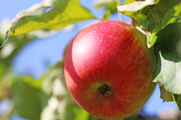 木にぶら下がっている熟したリンゴ - macintosh apples 写真 ストックフォトと画像