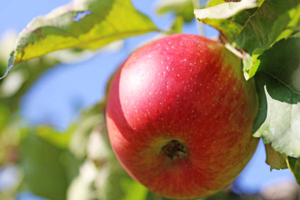 나무에 매달려 있는 잘 익은 사과 - macintosh apples 이미지 뉴스 사진 이미지