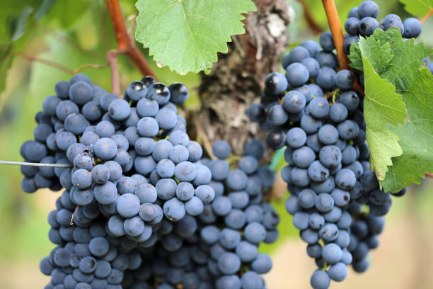 istock Close up of ripe blue grapes on vine 1339402733