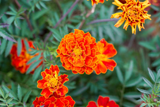 istock Marigolds in bloom in the park 1339403438