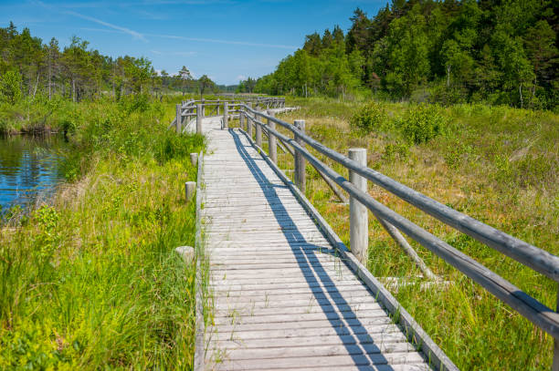 istock Wooden path winding through swamp lake. 1339403739