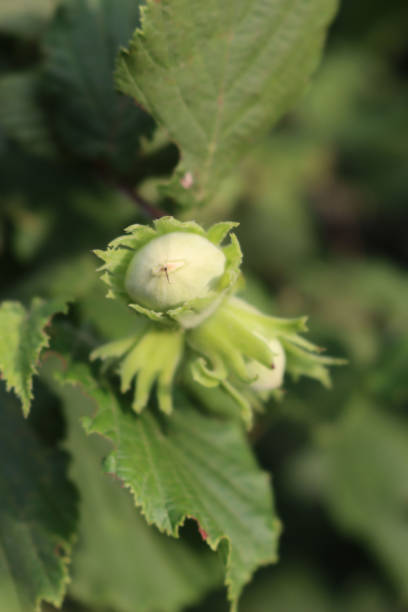 istock Unripe green hazelnuts growing on branch 1339403779