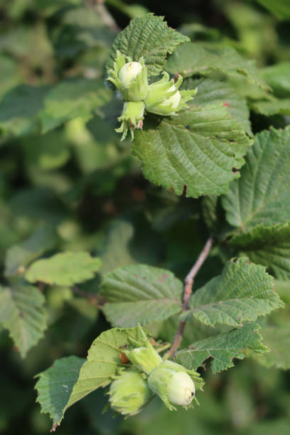 istock Unripe green hazelnuts growing on branch 1339403789
