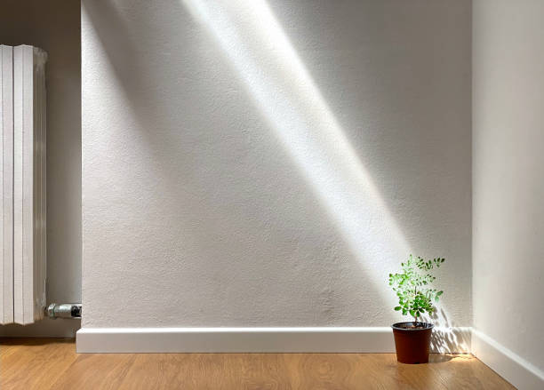 Houseplant.