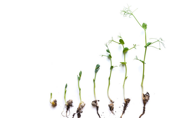 istock micro greens pea shoots in different grown stages lined up in a row against a white background 1339404811
