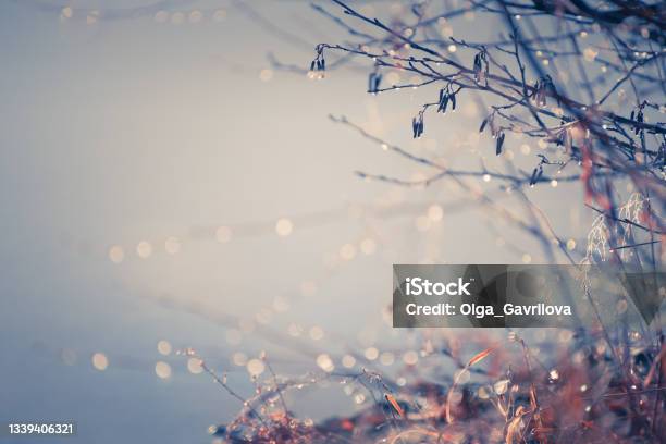 Frosted Trees In Autumn Forest At Sunrise Stock Photo - Download Image Now - Dew, Flower, Morning