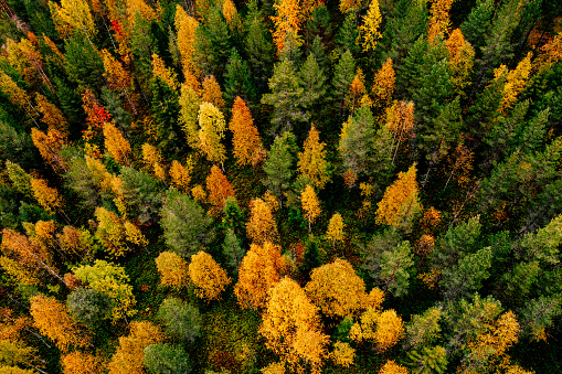 Aerial top view of  yellow and orange autumn trees in forest in rural Finland. Drone photography