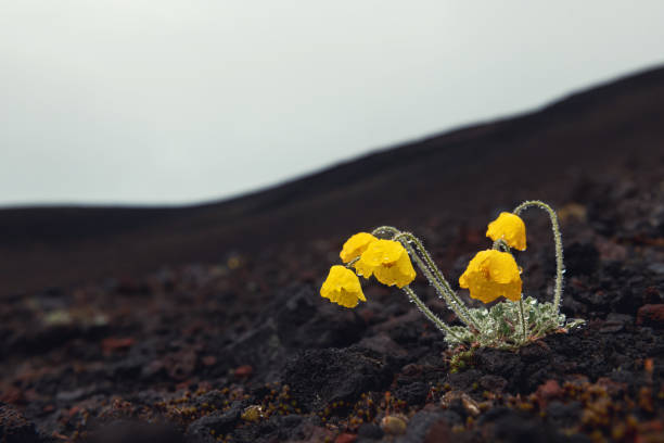 Yellow poppies with morning dew on the black lava field. Kamchatka, Russia. Beautiful nature background. Macro image, selective focus.