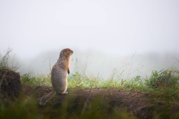 istock Gopher stands on its hind legs in the grass 1339406346