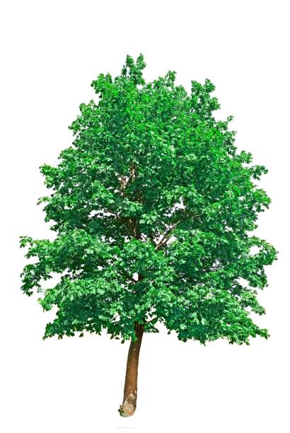 istock closeup green tree isolated on white background 1339407546